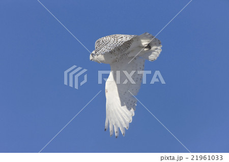 Snowy Owl in Flight Snowy Owl in Flight 21961033