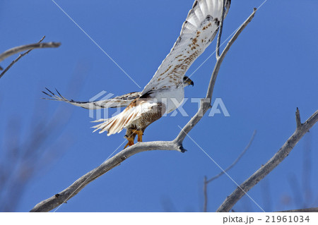 Ferruginous Hawk 21961034