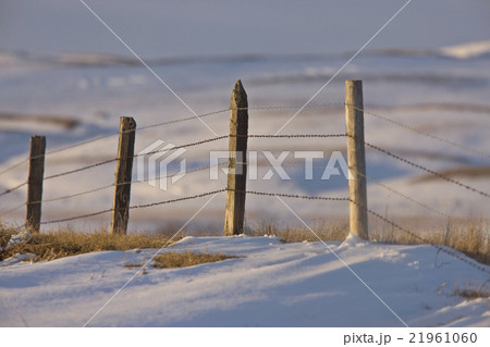 Prairie Fence in Winter 21961060