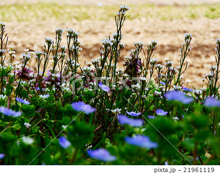 小さな草花 小さな草花 21961119