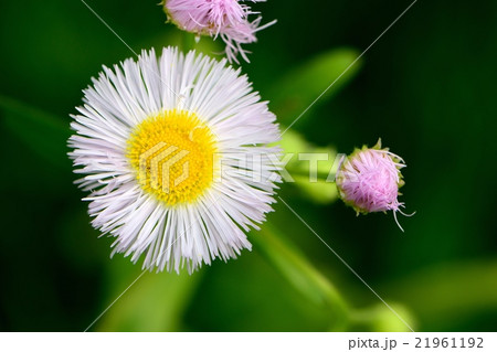 春の野原の紫苑の花の写真素材