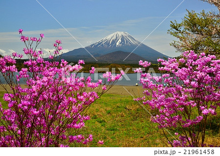 精進湖から三つ葉つつじ富士山 21961458