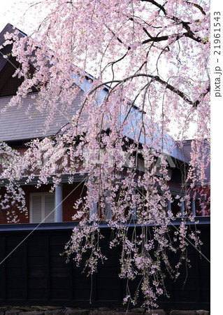 角館の桜 角館の桜 21961543