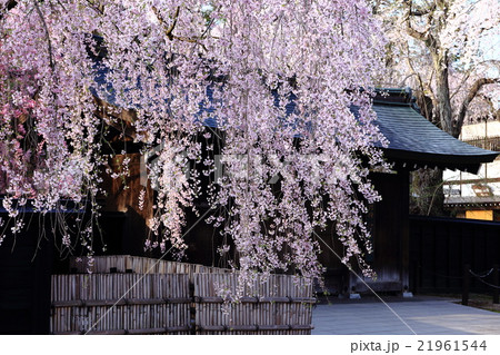 角館の桜 角館の桜 21961544