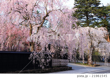 角館の桜 角館の桜 21961545