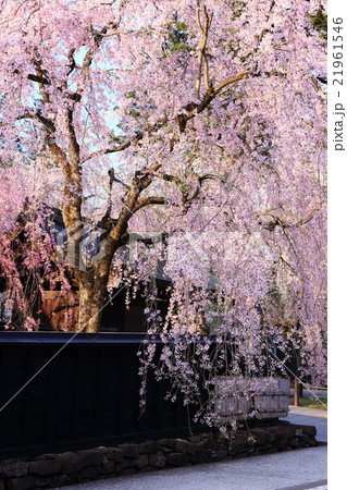 角館の桜 角館の桜 21961546
