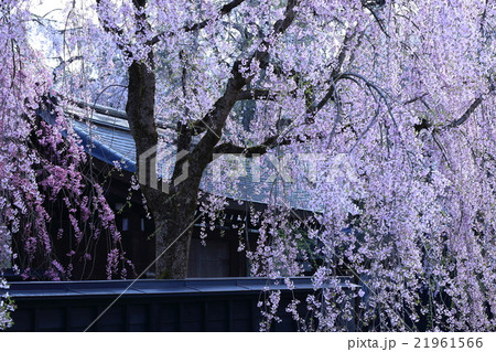 角館の桜 角館の桜 21961566