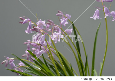 ヒアシンソイデス 21961793