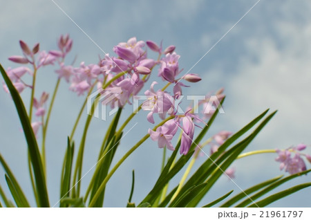 ヒアシンソイデス 21961797