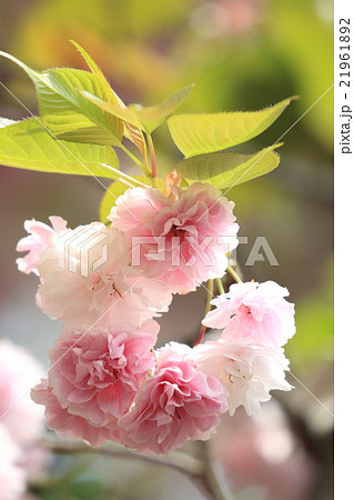 自然　植物　フゲンゾウ、八重のサクラです。ソメイヨシノより遅く四月下旬ころに満開を迎えます 21961892