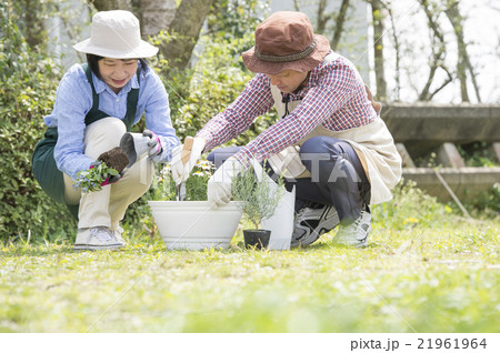 ガーデニングを楽しむ50代の夫婦 ガーデニングを楽しむ50代の夫婦 21961964