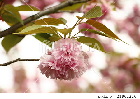 古河市ネーブルパークの八重桜 古河市ネーブルパークの八重桜 21962226
