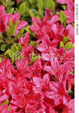 ツツジ（躑躅） 21962676