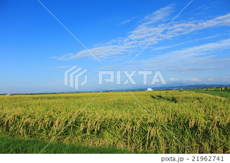 稲 田んぼ 新潟 稲 田んぼ 新潟 21962741