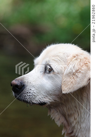 オーストラリアのドッグパークで和むゴールデン 21962860