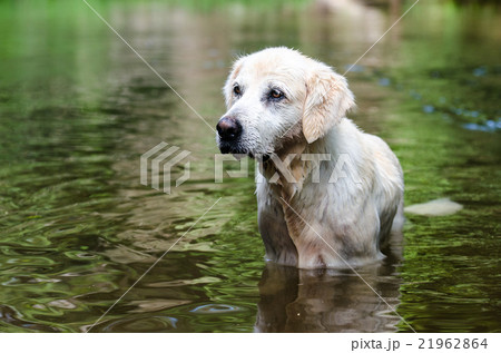 オーストラリアのドッグパークで和むゴールデン 21962864