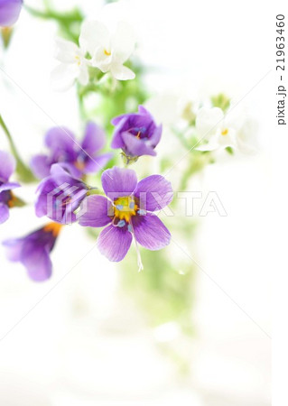 ギリア　トリコロール　トワイライト 21963460