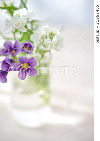 ギリアと白いリナリア 21963465