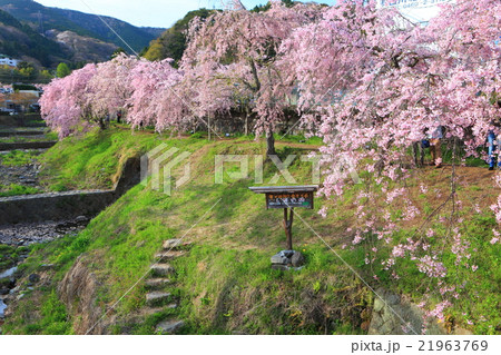 宮城野早川支流の枝垂れ桜 21963769