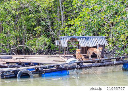 Stray dogs occupying abandoned raft 21963797