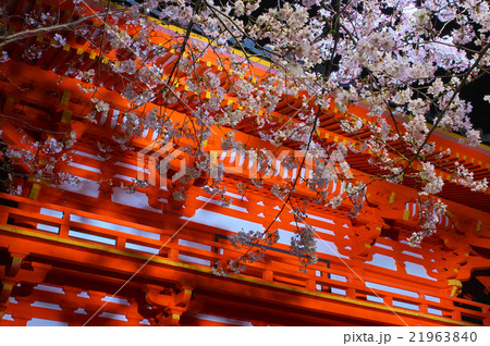 桜満開の紀三井寺 ライトアップされた桜越しの大門 桜満開の紀三井寺 ライトアップされた桜越しの大門 21963840
