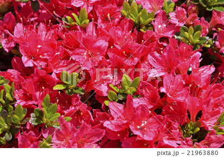ツツジ（躑躅） 21963880