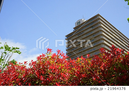 加茂駅前公園・レッドロビン 加茂駅前公園・レッドロビン 21964376