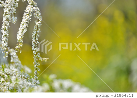 菜の花と雪柳 21964511