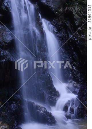 流麗な権現滝 21964512
