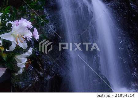 百合と権現滝 21964514
