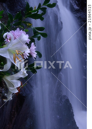 権現滝と百合 権現滝と百合 21964515