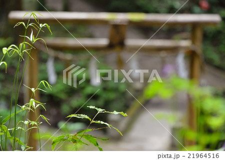 若草と鳥居 21964516