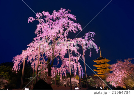 京都　東寺　枝垂桜　夜景 21964784