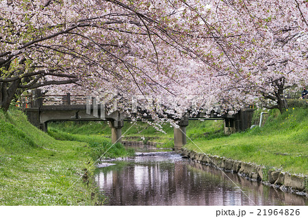 元荒川の桜並木と洲崎橋 元荒川の桜並木と洲崎橋 21964826