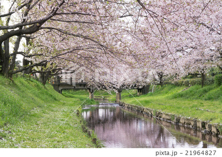 元荒川の桜並木と洲崎橋 21964827
