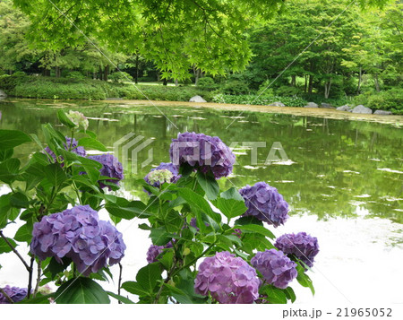 池のほとりの紫陽花 池のほとりの紫陽花 21965052