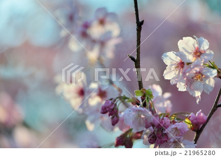 桜の花びらへの透過光 桜の花びらへの透過光 21965280