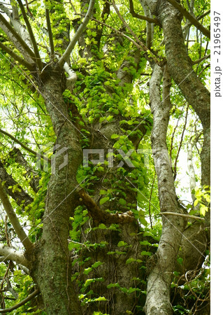 大木の蔦・春 21965497