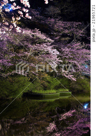 静岡県 浜松市 奥山公園の桜 静岡県 浜松市 奥山公園の桜 21965721