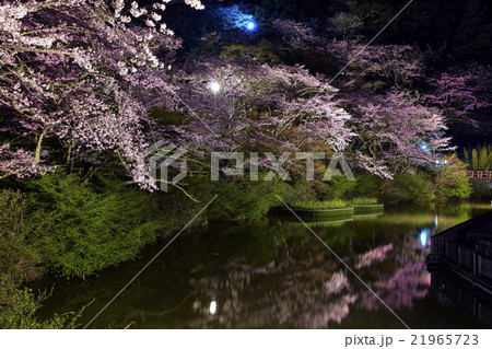 静岡県 浜松市 奥山公園の桜 静岡県 浜松市 奥山公園の桜 21965723