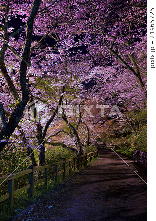 静岡県 浜松市 奥山公園の桜 静岡県 浜松市 奥山公園の桜 21965725