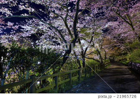 静岡県 浜松市 奥山公園の桜 静岡県 浜松市 奥山公園の桜 21965726