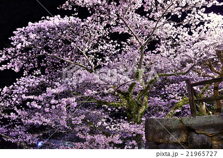 静岡県 浜松市 奥山公園の桜 静岡県 浜松市 奥山公園の桜 21965727