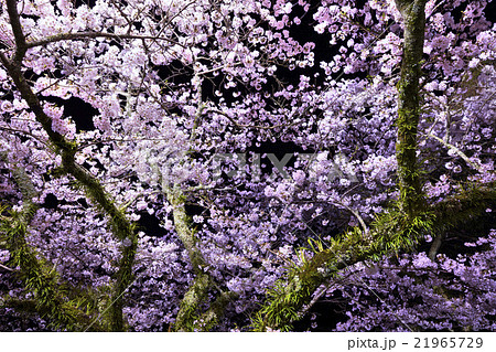 静岡県 浜松市 奥山公園の桜 静岡県 浜松市 奥山公園の桜 21965729
