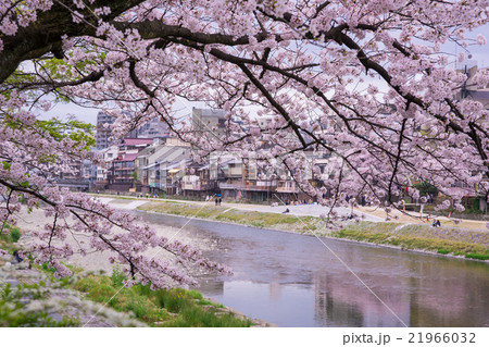 京都　鴨川　桜 21966032