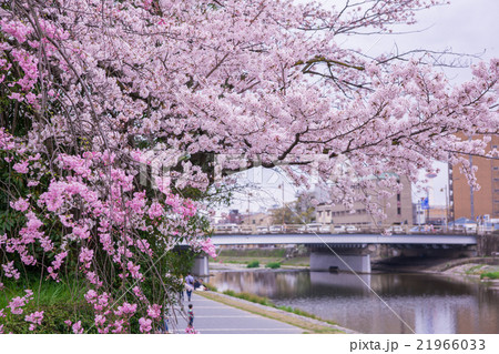 京都　鴨川　桜　五条大橋 21966033