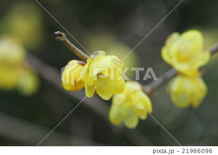 ロウバイ 21966096