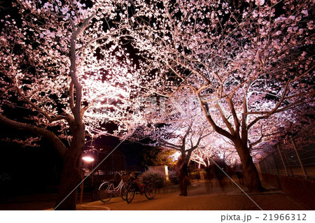 夜桜 21966312