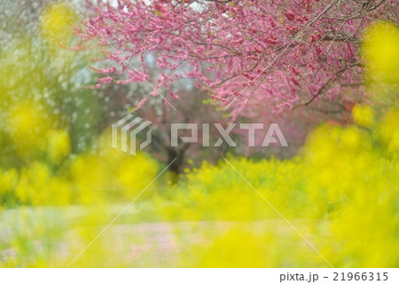 菜の花越しの花桃 21966315