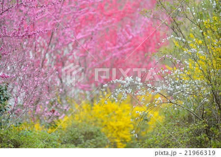 レンギョウと花桃 21966319